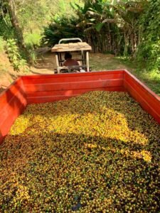Sta Izabel Ferment 1